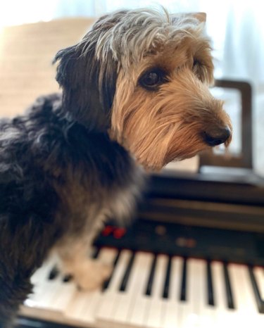 당신의 한 주를 밝게 하기 위해 피아노를 연주하는 17마리의 개