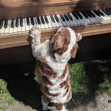 17 cães tocando piano para iluminar sua semana 
