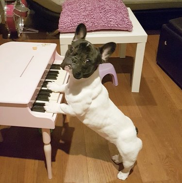 17 chiens jouant du piano pour égayer votre semaine