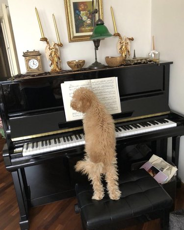 17 cani che suonano il piano per illuminare la tua settimana