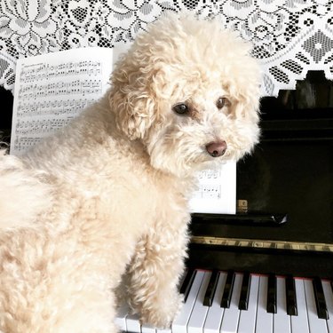 17 chiens jouant du piano pour égayer votre semaine