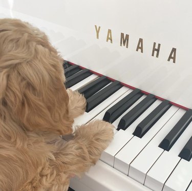 17 hundar som spelar piano för att förgylla din vecka