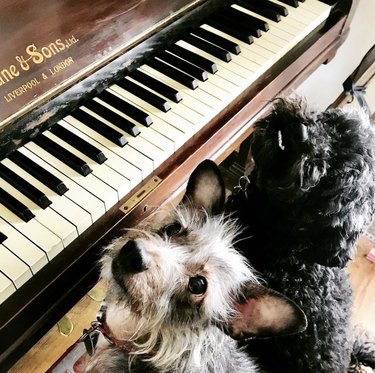 17 cães tocando piano para iluminar sua semana 