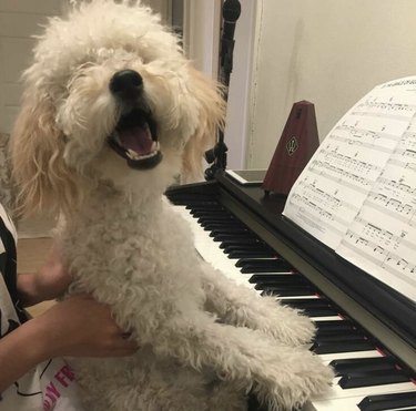 あなたの週を明るくするためにピアノを弾く17匹の犬 