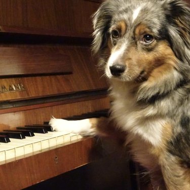 17 hundar som spelar piano för att förgylla din vecka