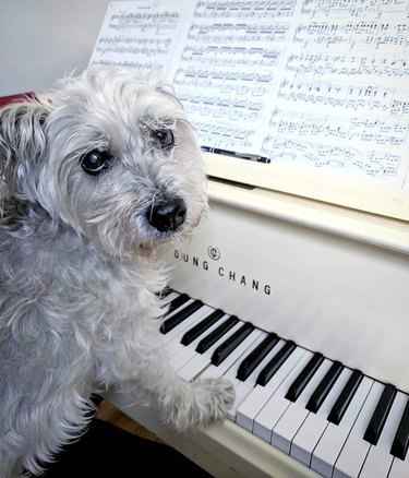 당신의 한 주를 밝게 하기 위해 피아노를 연주하는 17마리의 개