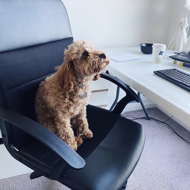 16 cães que adoram trabalhar em casa
