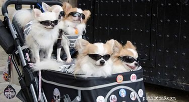16 cães em carrinhos que iluminarão instantaneamente seu dia