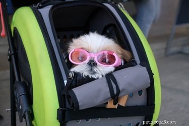 16 cães em carrinhos que iluminarão instantaneamente seu dia