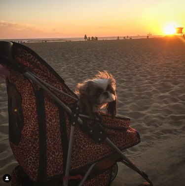 16 собак в колясках, которые мгновенно сделают ваш день ярче