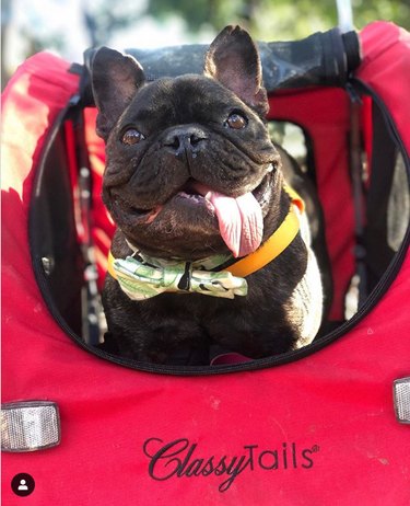16 hundar i barnvagnar som omedelbart förgyller din dag