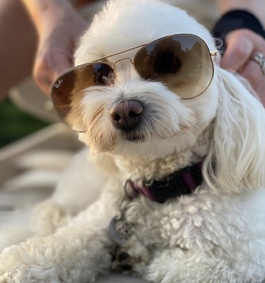 17 hundar som ser coola ut i solglasögon