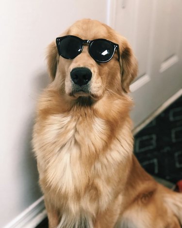 17 honden zien er cool uit met een zonnebril