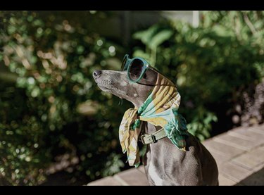 17 cachorros lindos com óculos de sol