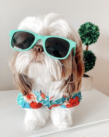 17 psů, kteří vypadají skvěle ve slunečních brýlích