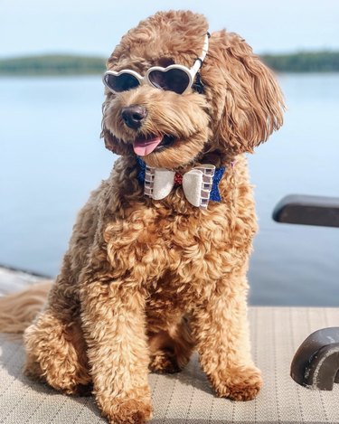 17 cani belli con gli occhiali da sole
