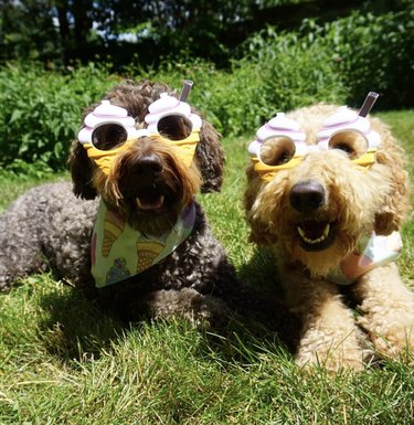 17 cani belli con gli occhiali da sole
