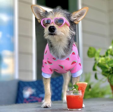 17 cachorros lindos com óculos de sol