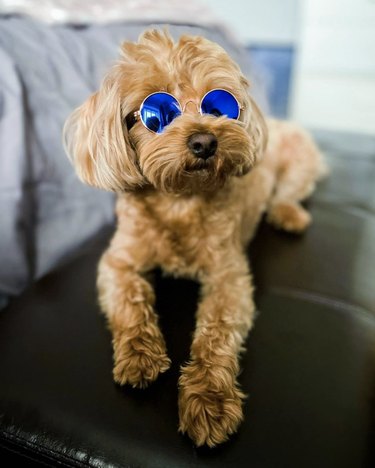 17 собак, которые выглядят круто в солнцезащитных очках