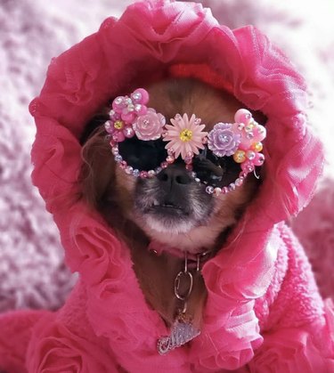 17 chiens qui ont l air cool avec des lunettes de soleil