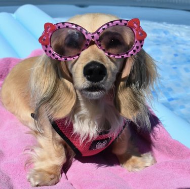 17 psů, kteří vypadají skvěle ve slunečních brýlích