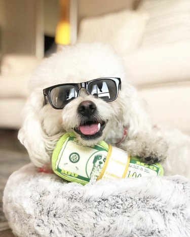 17 hundar som ser coola ut i solglasögon