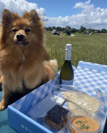 24 собаки веселятся на пикнике