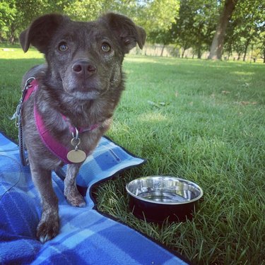 24 psů bavících se na pikniku