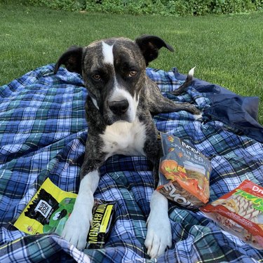 24 cani che si divertono ai picnic