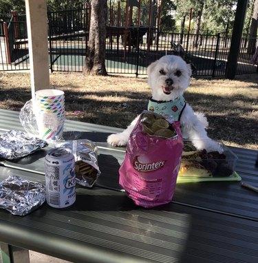 ピクニックで楽しんでいる24匹の犬 