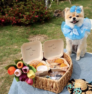 24 hundar som har roligt på picknick