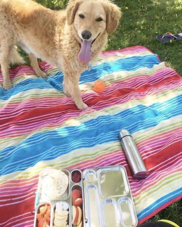 24 hundar som har roligt på picknick