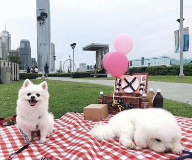 24 cani che si divertono ai picnic