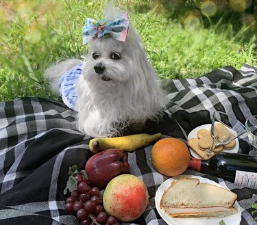 24 psů bavících se na pikniku