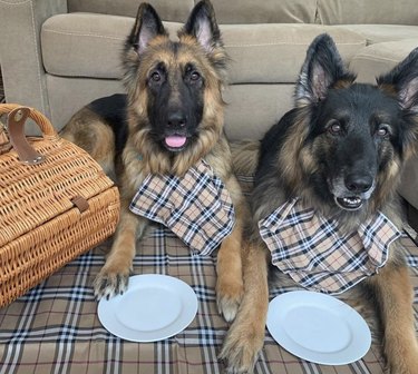 ピクニックで楽しんでいる24匹の犬 