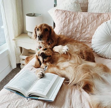18 hundar som är bibliofiler