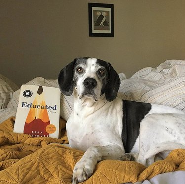 18 honden die bibliofielen zijn