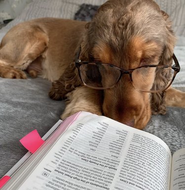 18 cães que são bibliófilos