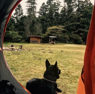 18 hundar på campingresor