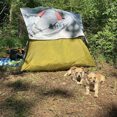 18 chiens en camping
