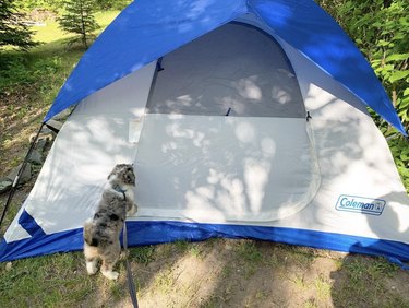 18 cães em acampamentos