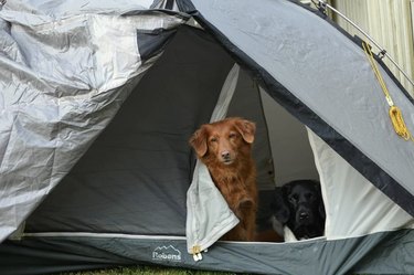 キャンプ旅行で18匹の犬 