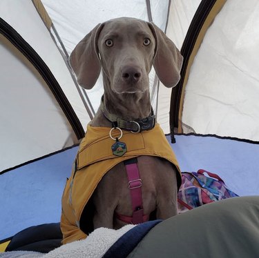 18 hundar på campingresor