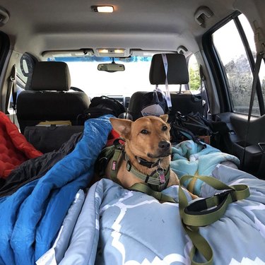 キャンプ旅行で18匹の犬 