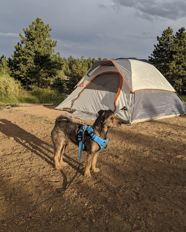 18 cães em acampamentos