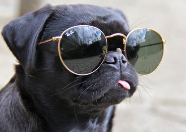 17 hondenfoto s die gegarandeerd je grappige bot kietelen