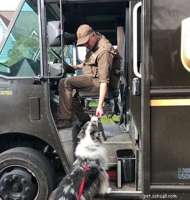 17 собак, которые любят своего водителя UPS
