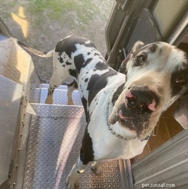 17 honden die dol zijn op hun UPS-chauffeur
