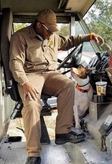 17 cães que amam seu motorista de UPS