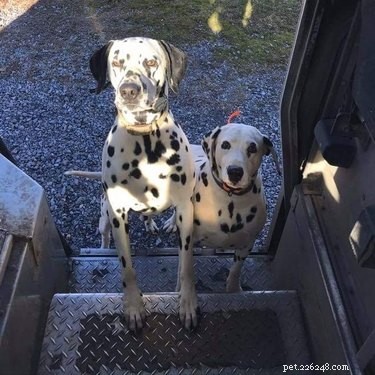17 cani che amano il loro autista UPS